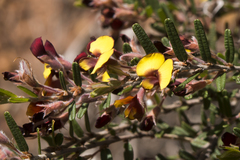 Bossiaea eriocarpa