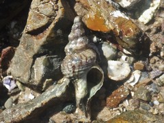 Marmorofusus nicobaricus