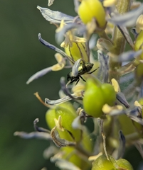 Sassacus papenhoei