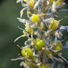 Sassacus papenhoei