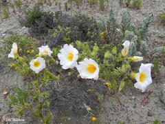 Nolana baccata