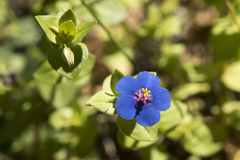 Lysimachia arvensis caerulea