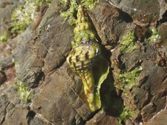 Marmorofusus nicobaricus