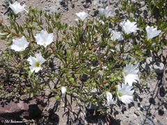 Nolana baccata
