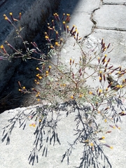 Tagetes multiflora