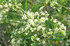 Denhamia fournieri
