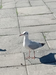 Chroicocephalus maculipennis