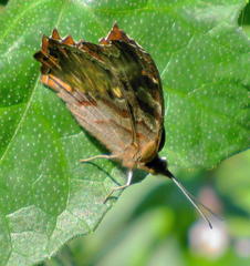 Eurytela dryope angulata