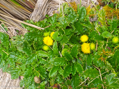 Senecio repens