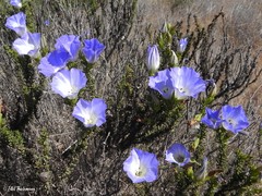 Nolana coelestis
