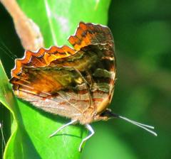 Eurytela dryope angulata