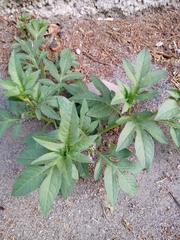 Solanum radicans