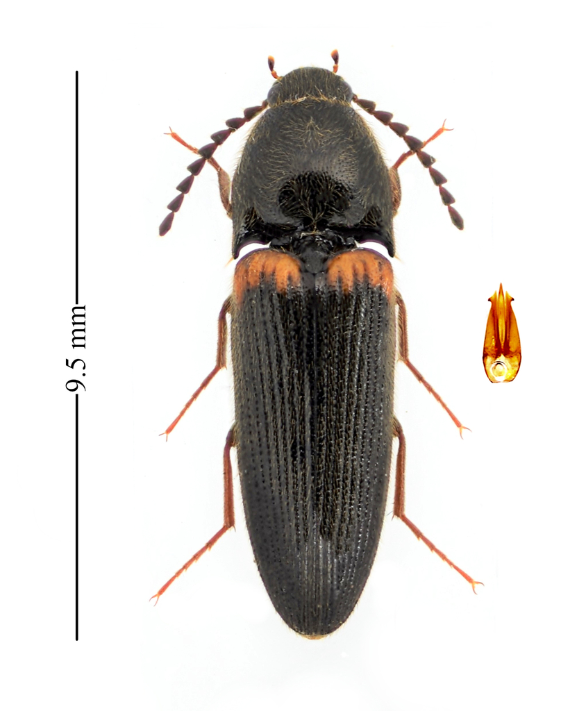 Ampedus protervus