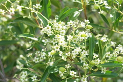 Denhamia fournieri