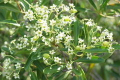 Denhamia fournieri