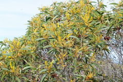 Acacia spirorbis