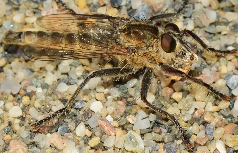 Phileris prionostylus