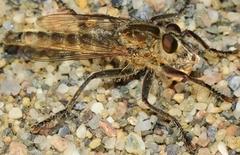 Phileris prionostylus