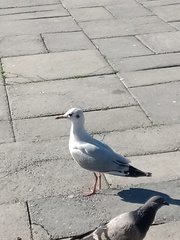 Chroicocephalus maculipennis