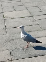 Chroicocephalus maculipennis