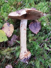 Cortinarius sulfurinus
