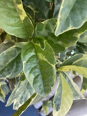 Graptophyllinae