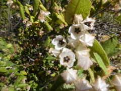 Lasiopetalum schulzenii