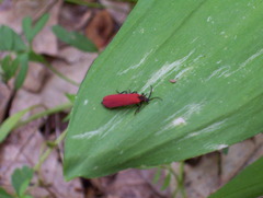 Dictyoptera aurora