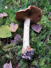 Cortinarius sulfurinus