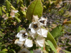 Lasiopetalum schulzenii