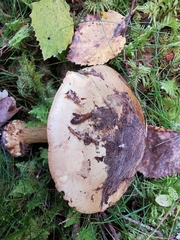 Cortinarius sulfurinus