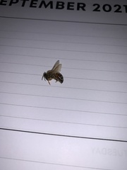 Apis mellifera