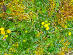 Senecio repens