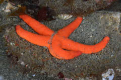 Henricia leviuscula