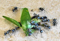 Polyrhachis schlueteri