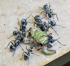 Polyrhachis schlueteri