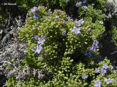 Nolana divaricata