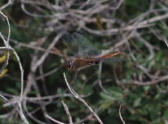 Tramea transmarina intersecta