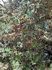 Polylepis weberbaueri