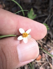 Bidens bigelovii