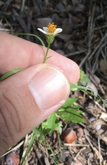 Bidens bigelovii