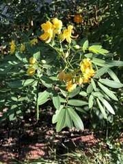 Senna corymbosa