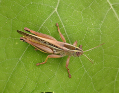 Eyprepocnemis plorans