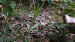 Spiranthes ovalis