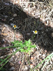 Bidens bigelovii
