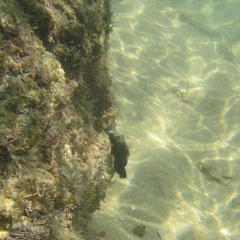 Anampses caeruleopunctatus