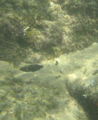 Anampses caeruleopunctatus