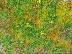 Senecio repens