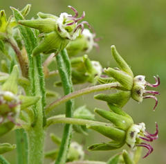 Miraglossum pulchellum
