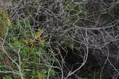 Tramea transmarina intersecta